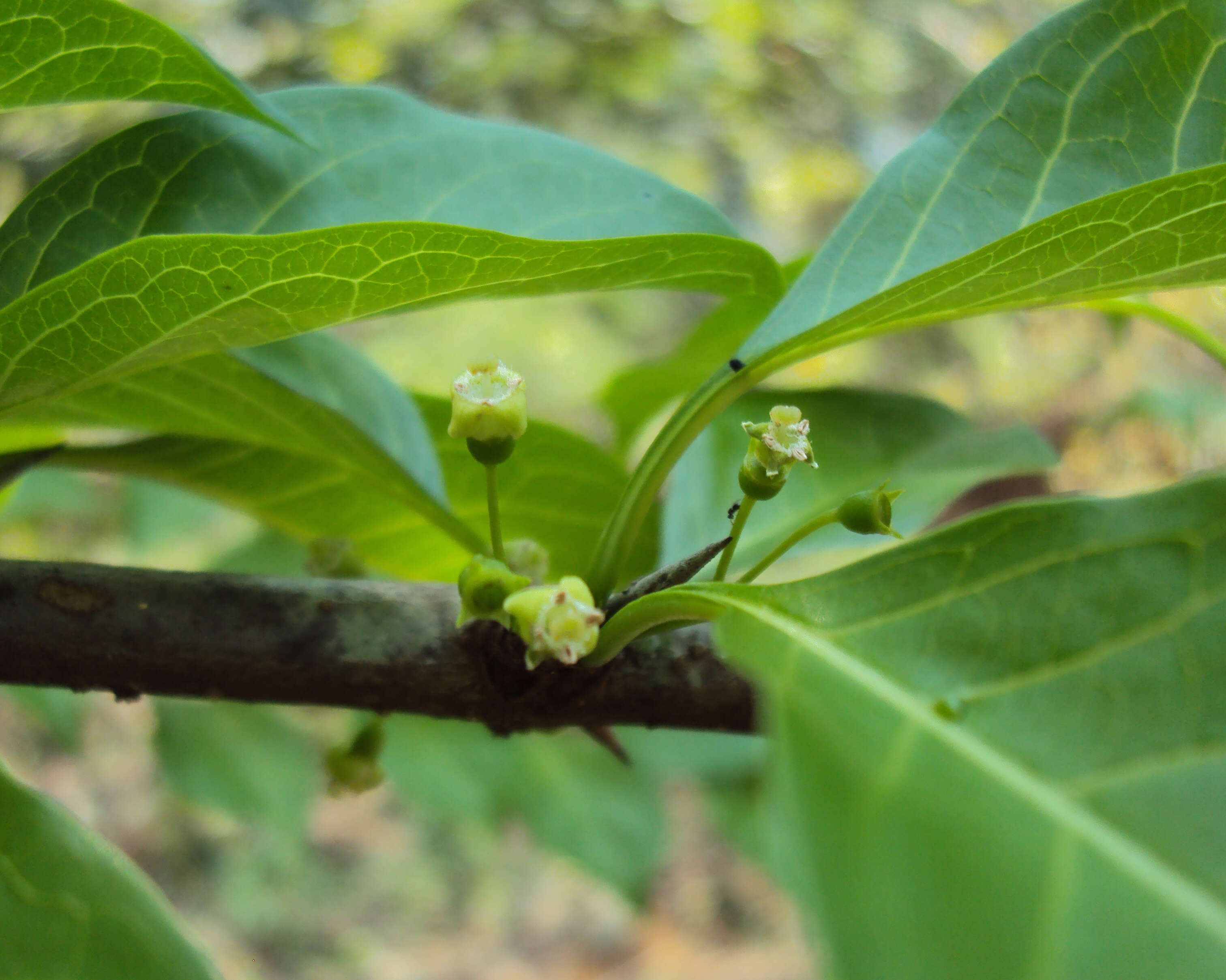 Image of Canthium coromandelicum (Burm. fil.) Alston