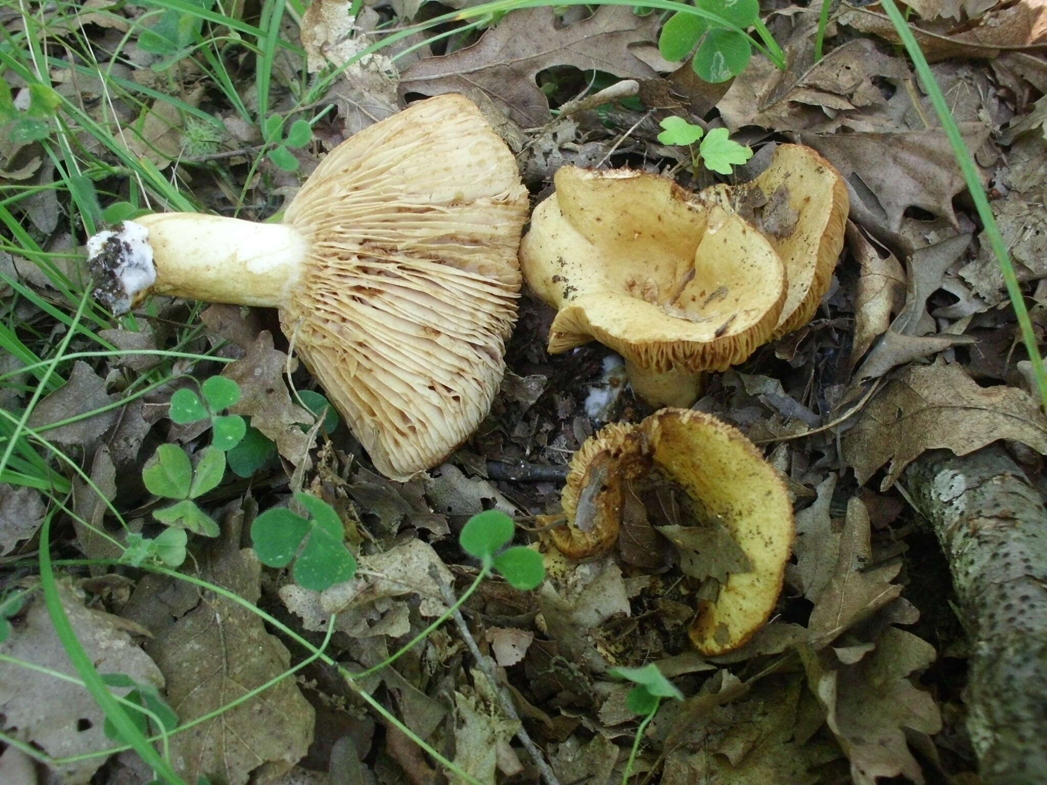 صورة Lactarius acerrimus Britzelm. 1893