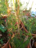 Image of Cypress Vine