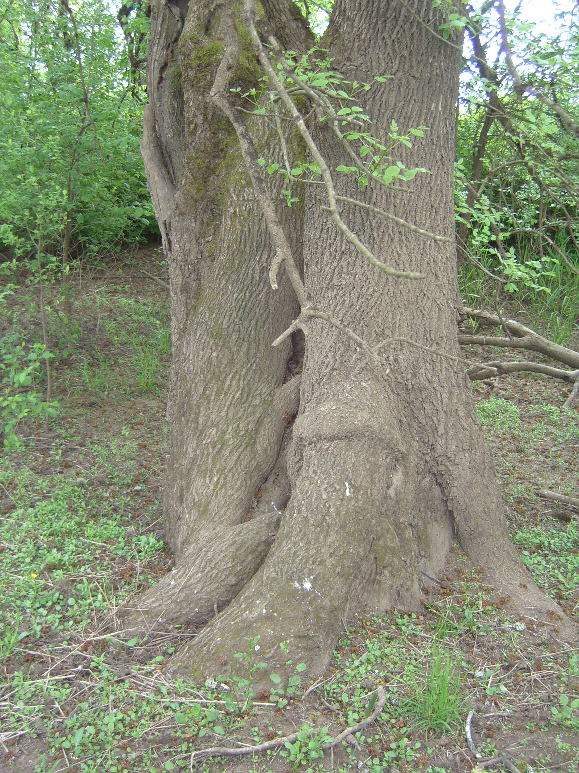 Слика од Fraxinus latifolia Benth.