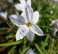 Image of Ipheion