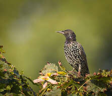 Image of Sturnus Linnaeus 1758