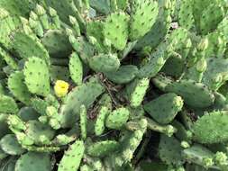 Image of Eastern Prickly Pear