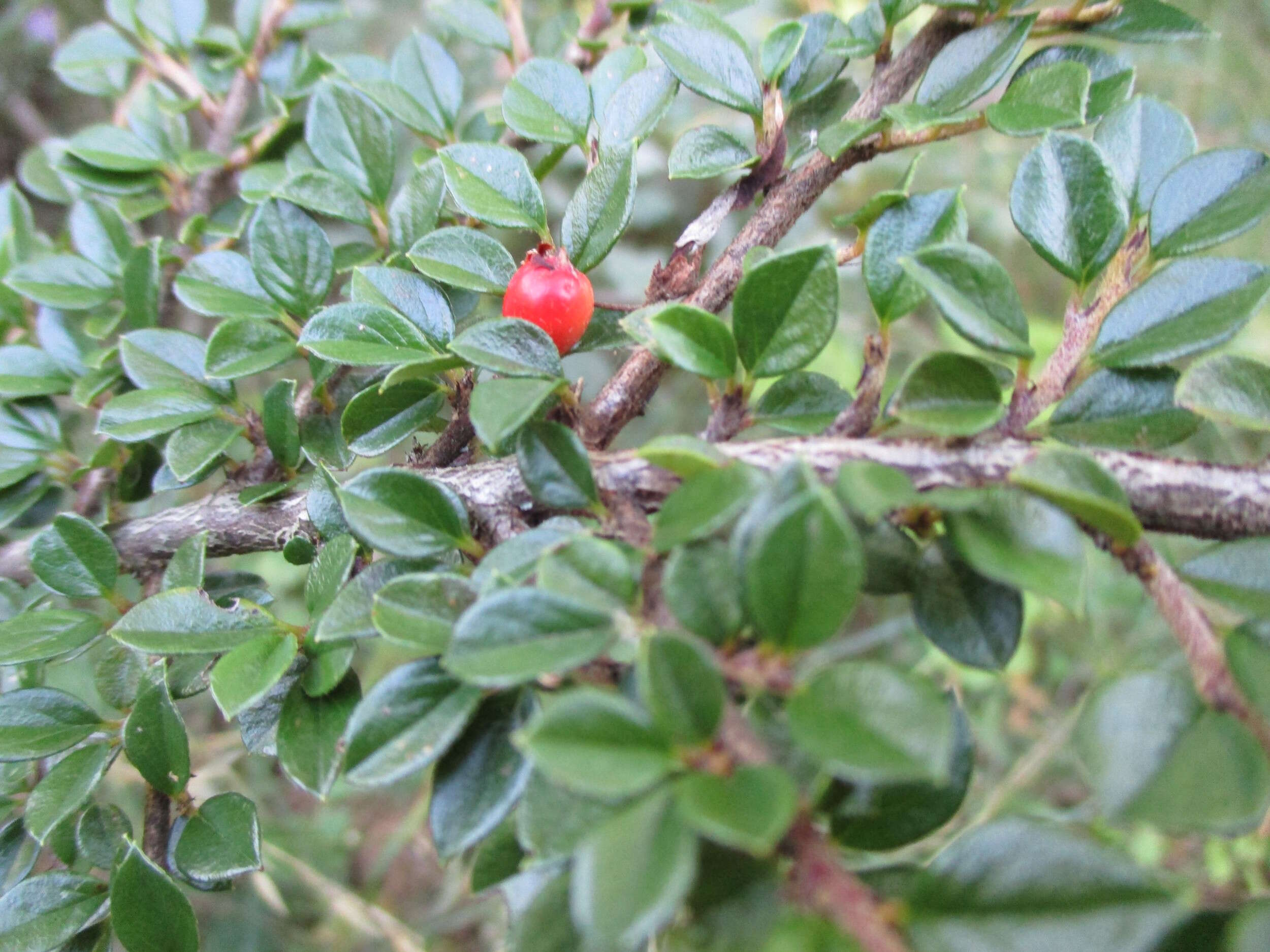 Image of rockspray cotoneaster