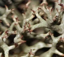 Image of Thorn cladonia