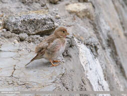 Image of Mongolian Finch