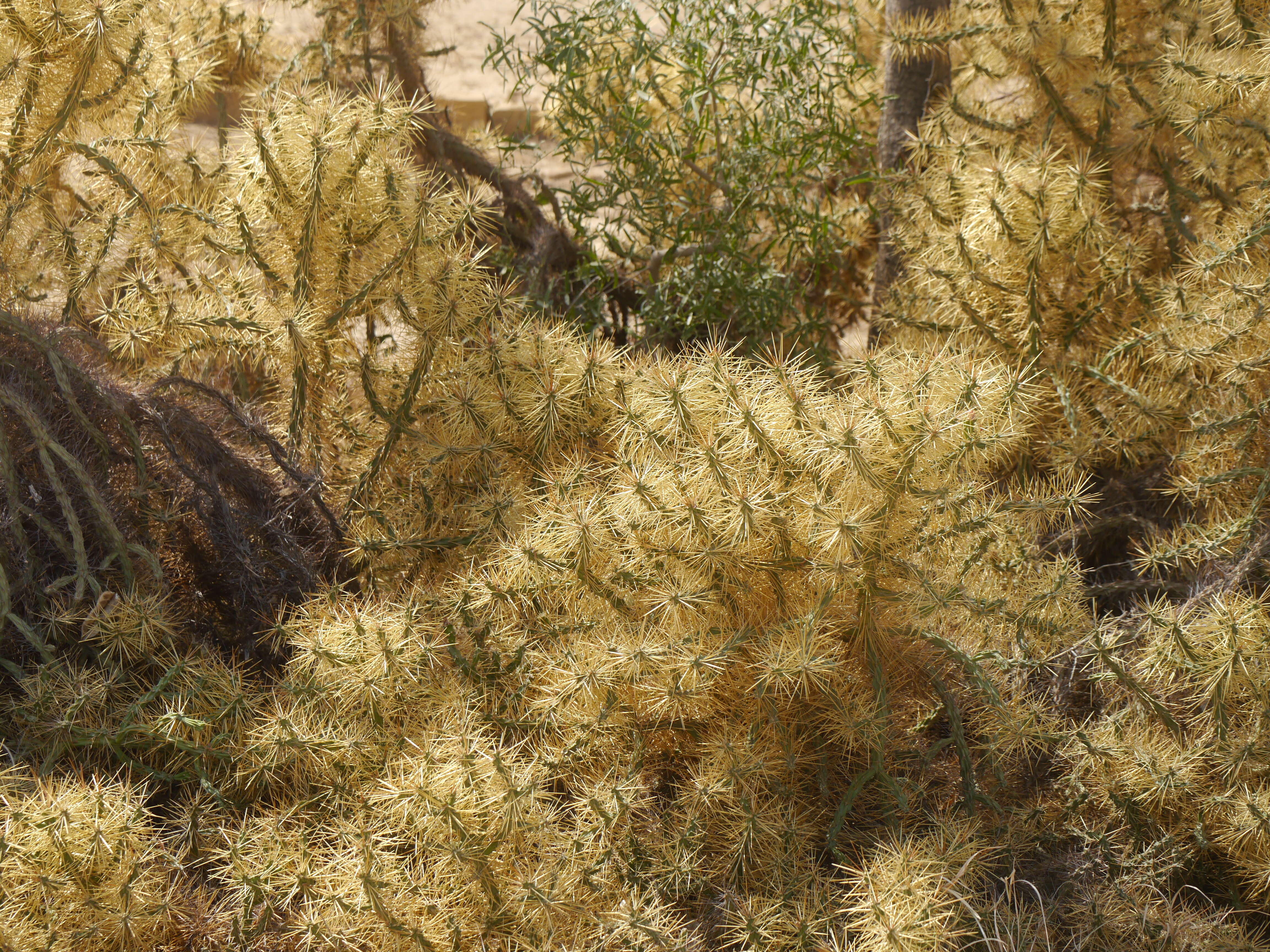 Imagem de Cylindropuntia ramosissima (Engelm.) F. M. Knuth