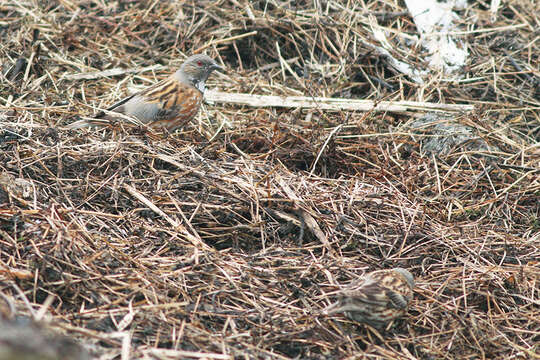 Image of Altai Accentor