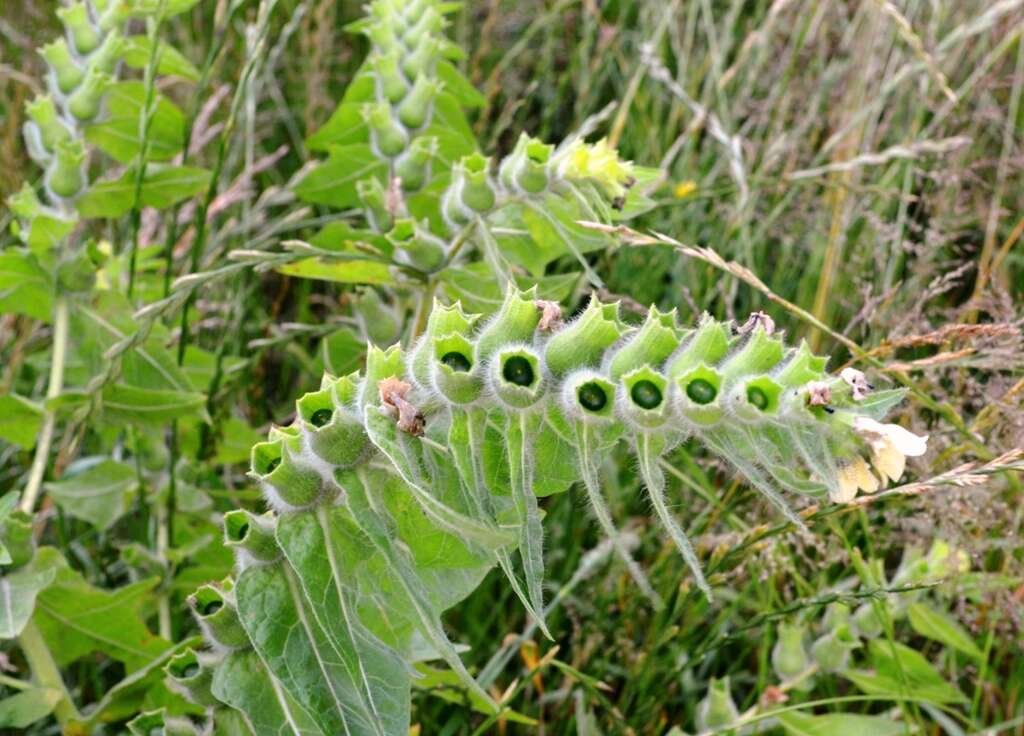 Image of black henbane