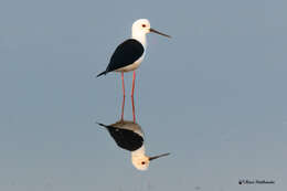 Image of Black-winged Stilt