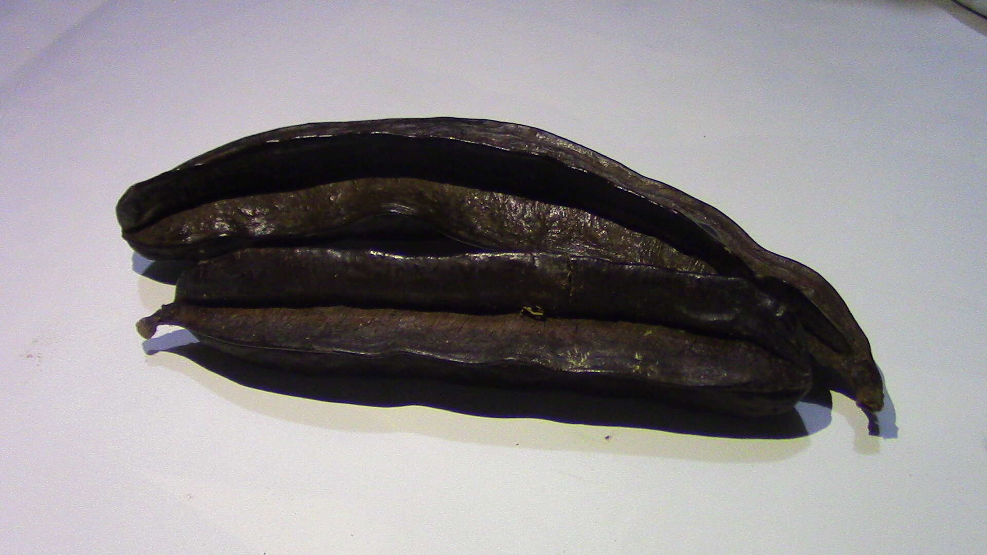 Image of Tetrapleura tetraptera (Schum. & Thonn.) Taub.