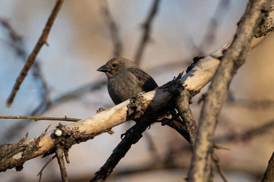 Image of Brown-headed Cowbird