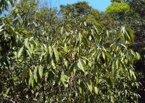 Image of Symplocos cochinchinensis (Lour.) Moore