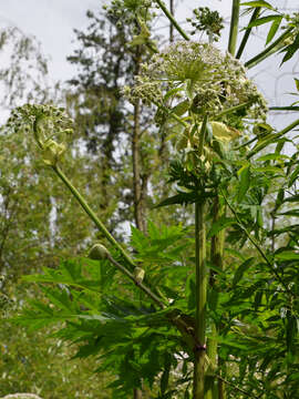 Image of Mantegazzi's Cow-Parsnip