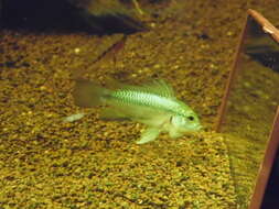 Image of Apistogramma trifasciata (Eigenmann & Kennedy 1903)