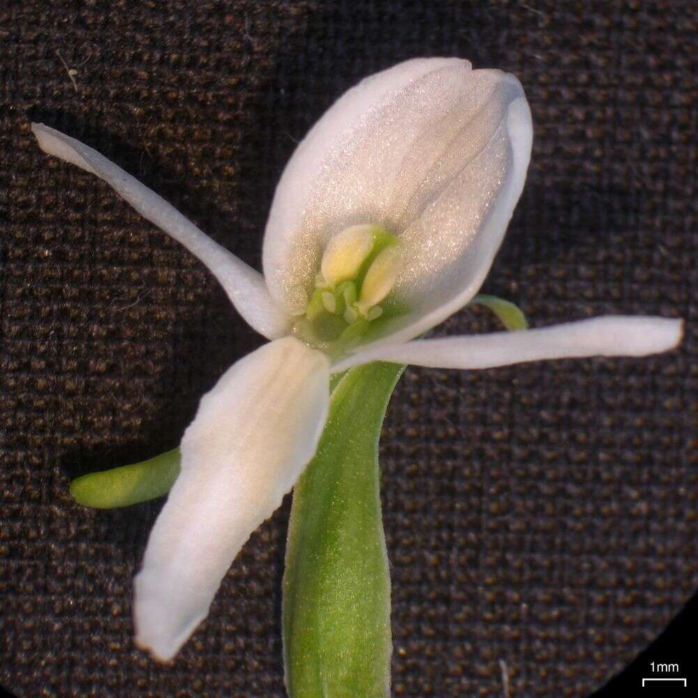 Image of Tall white bog orchid