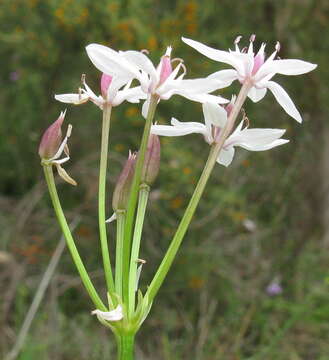 Image of Burchardia umbellata R. Br.