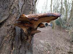 Image of dryad's saddle