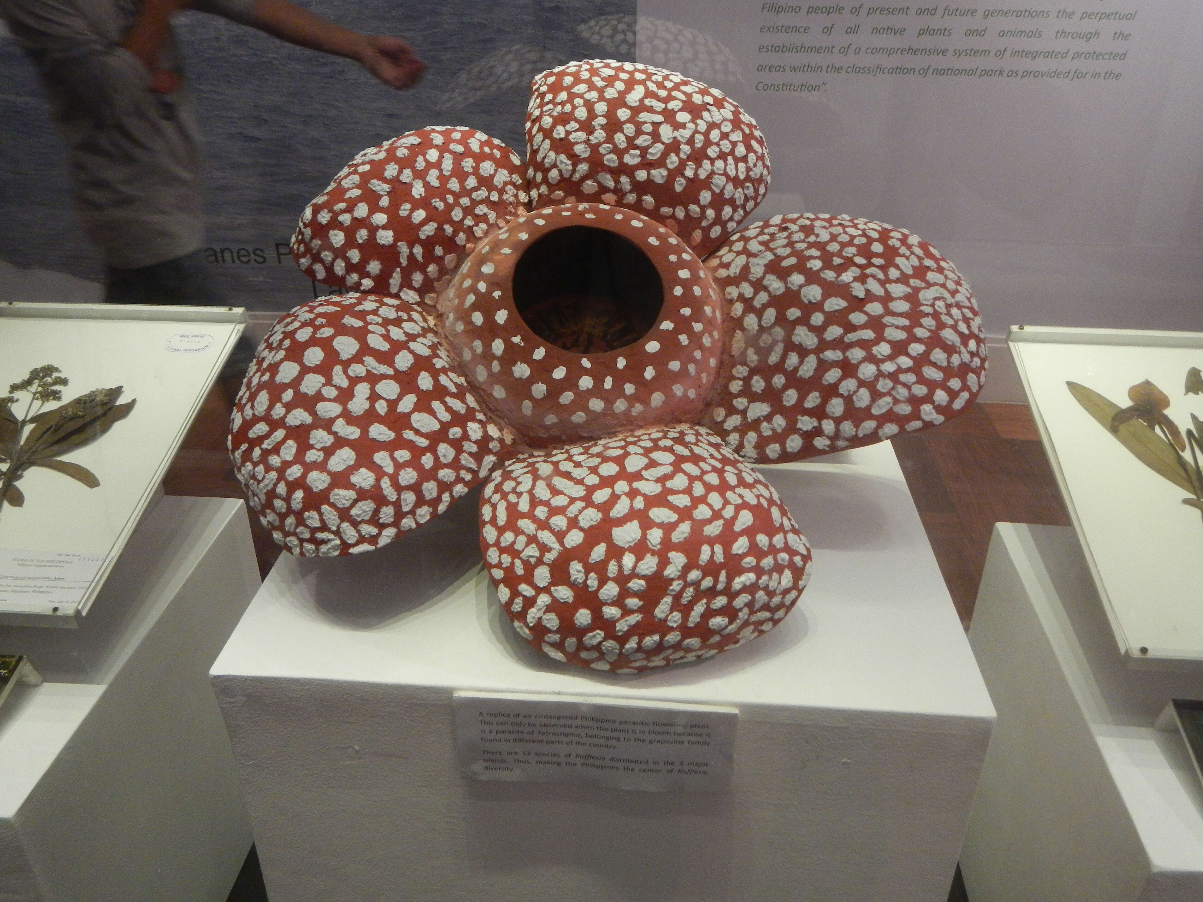 Image of Rafflesia