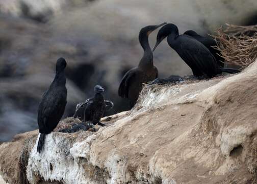 Image of Brandt's Cormorant