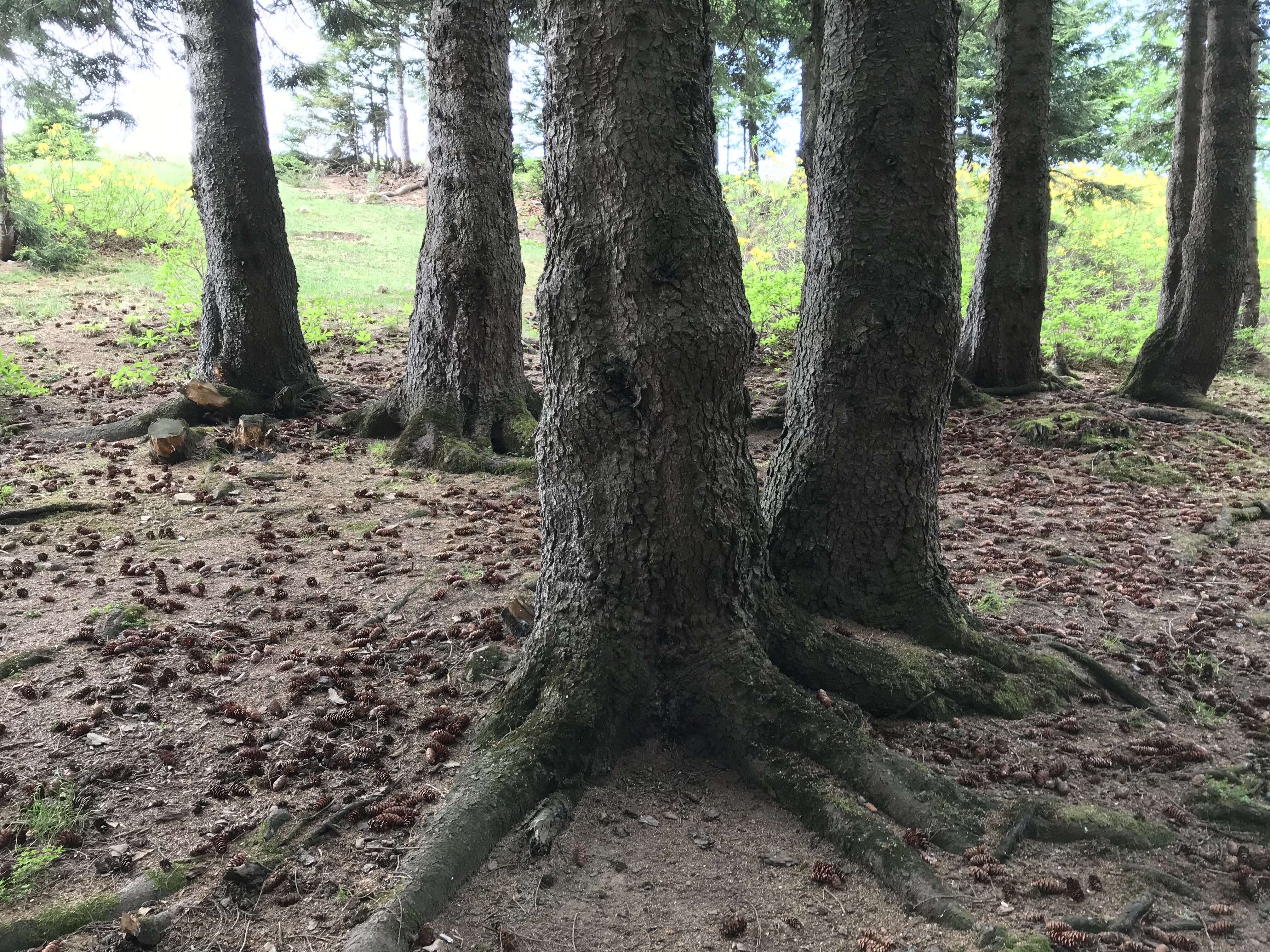 Image of Caucasian Spruce