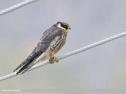 Image of Eurasian Hobby