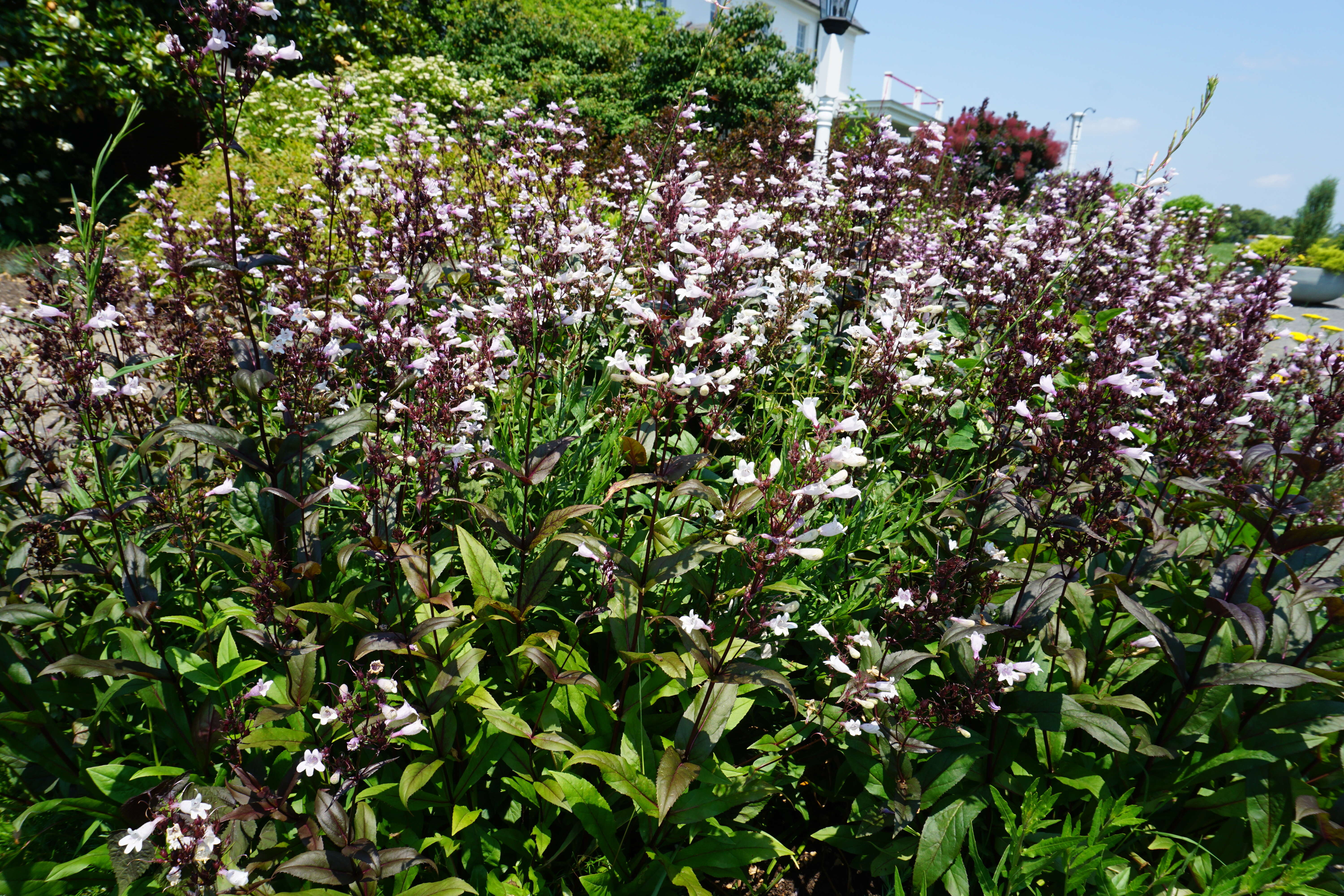 Image of beardtongue