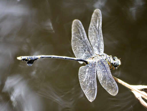 صورة Ictinogomphus regisalberti (Schouteden 1934)