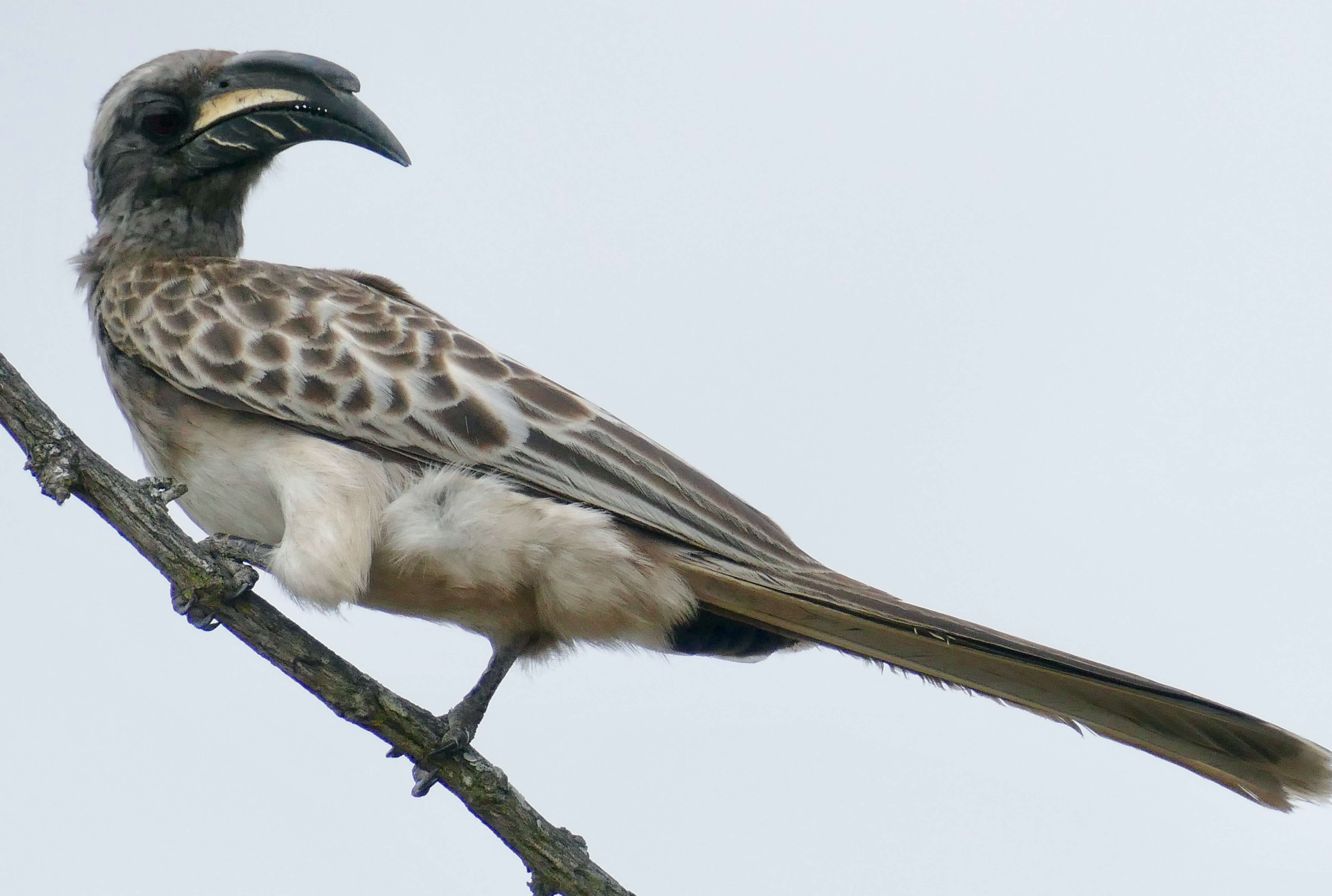 Image of African Grey Hornbill