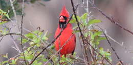 Image of Cardinalis Bonaparte 1838