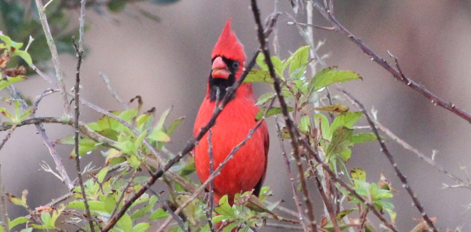 Image of Cardinalis Bonaparte 1838