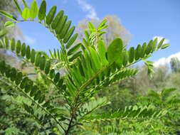 Image of desert false indigo