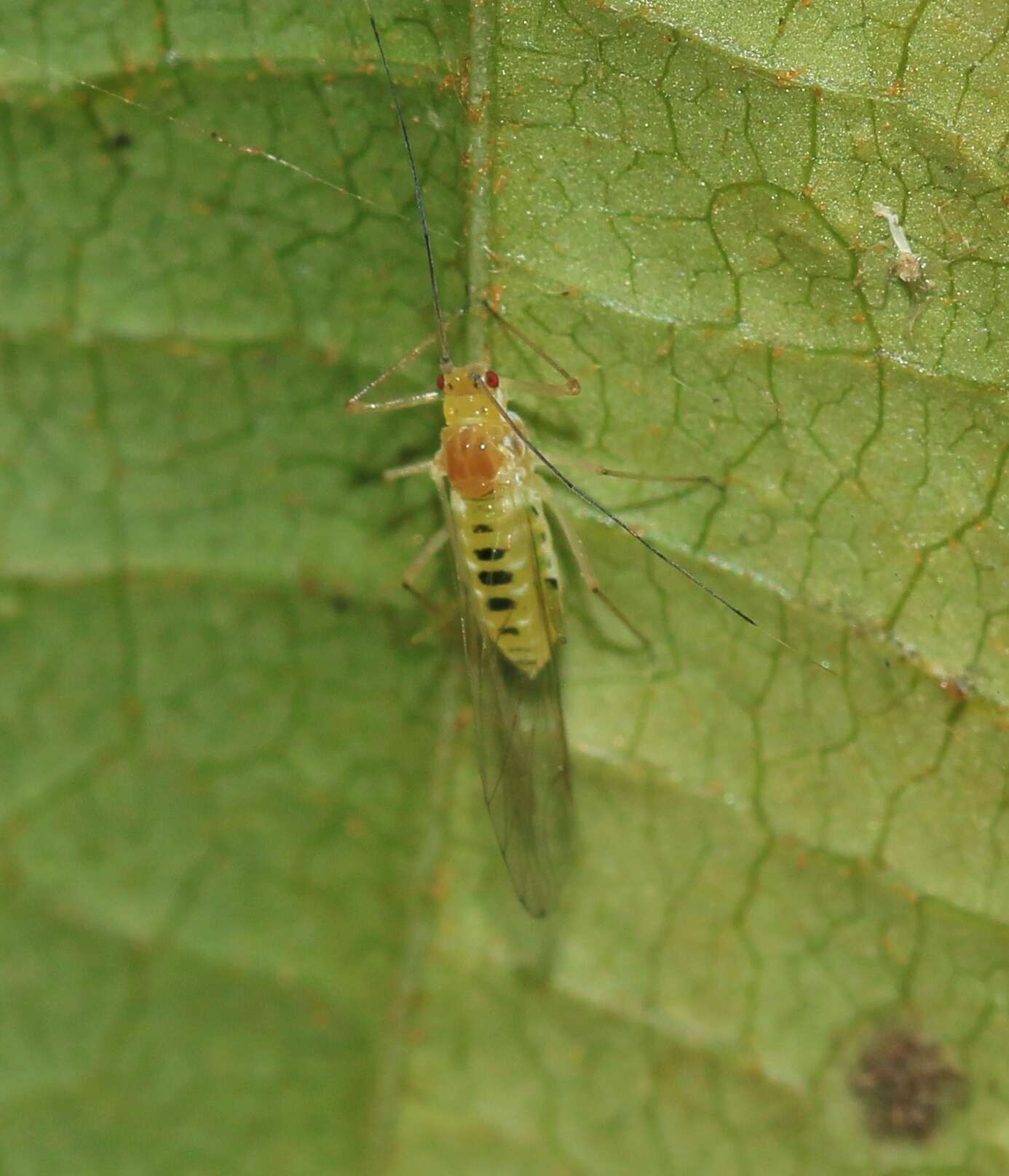 Image of Striped Maple