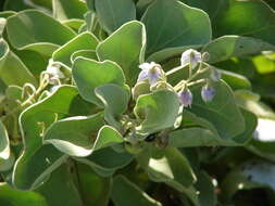 Image de Solanum nelsonii Dun.