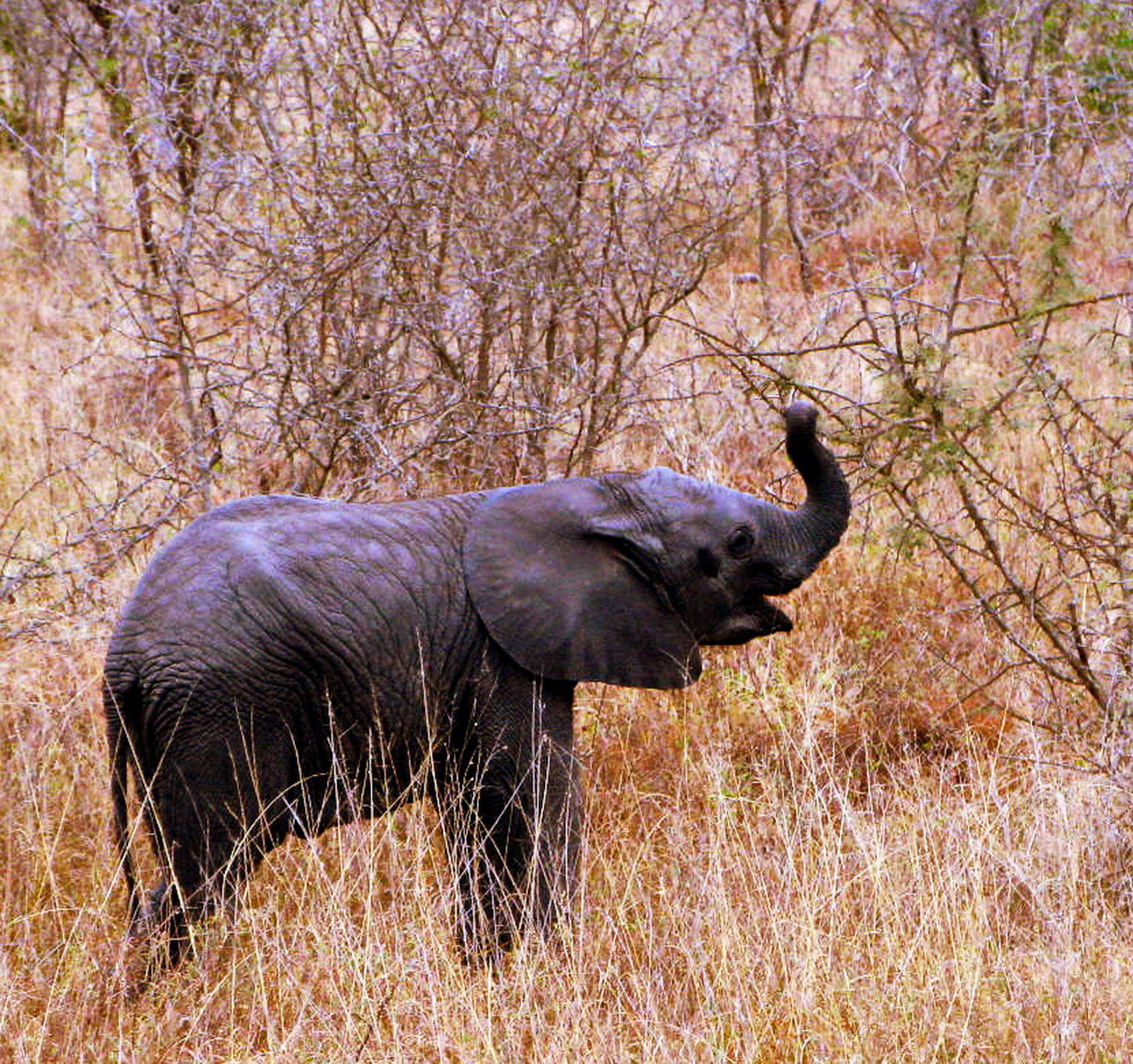 Image of African elephant