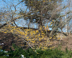 Imagem de Hamamelis mollis Oliv.