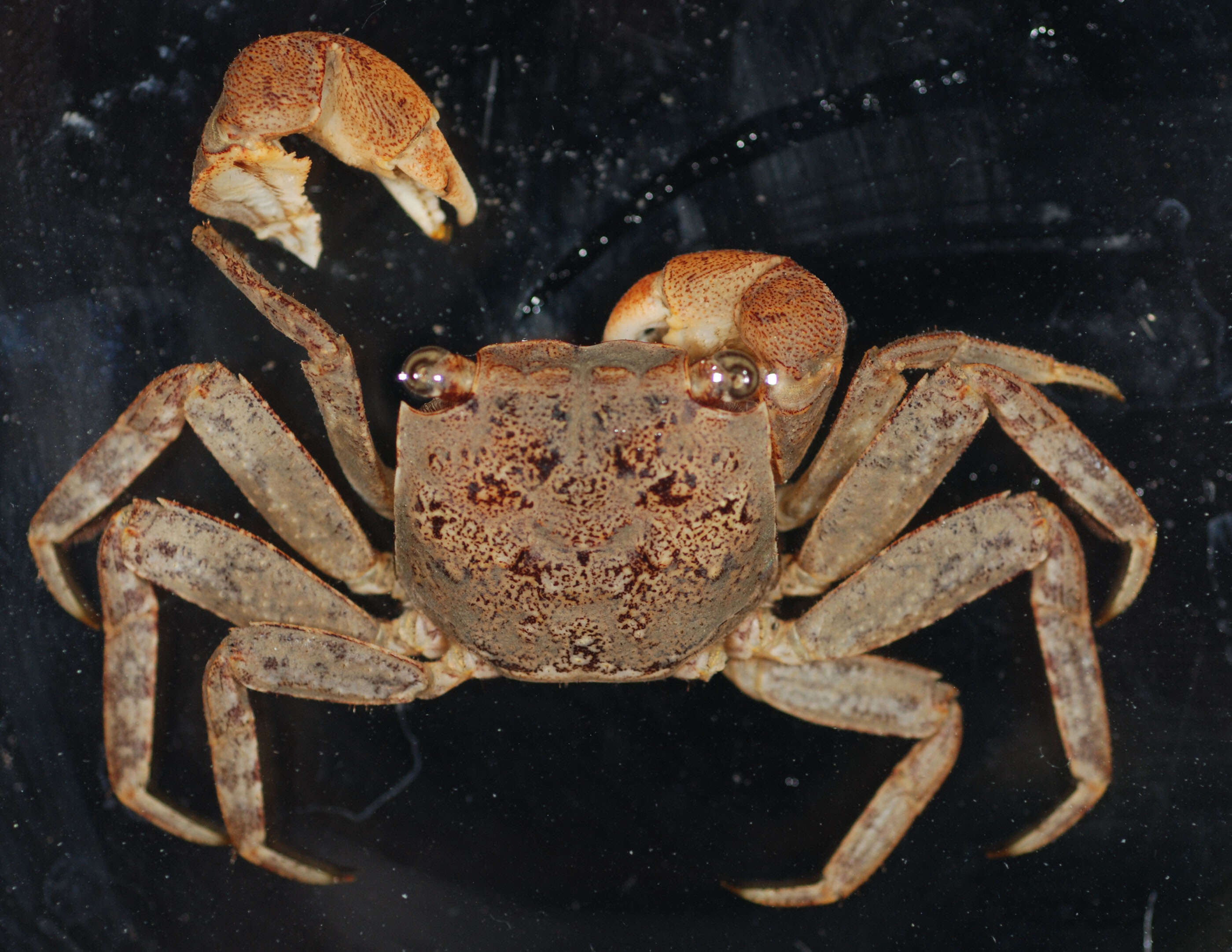 Image of Squareback Marsh Crab