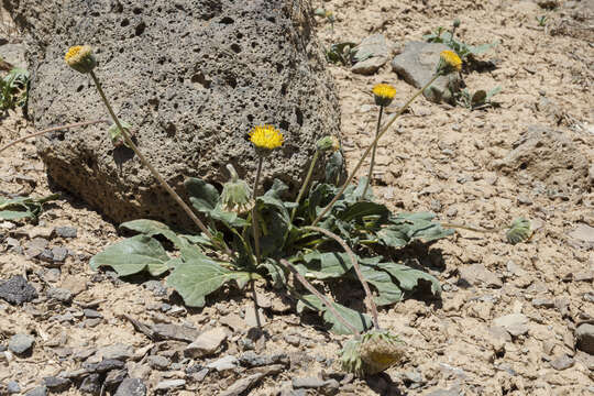 Sivun Encelia nutans Eastw. kuva