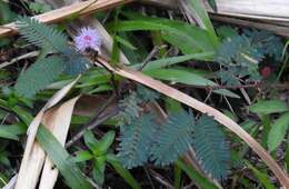 Image of Sensitive Plant