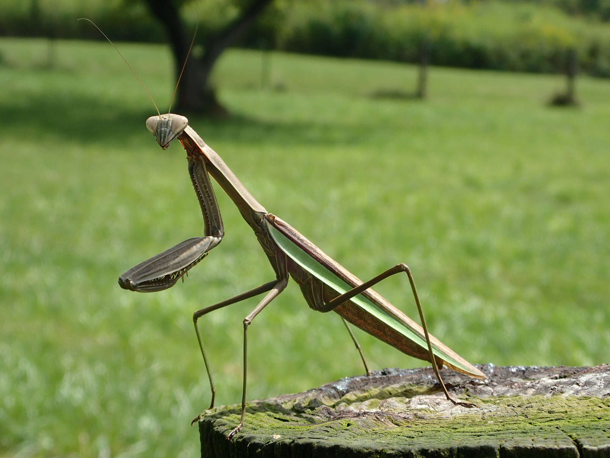 Image of Chinese mantis