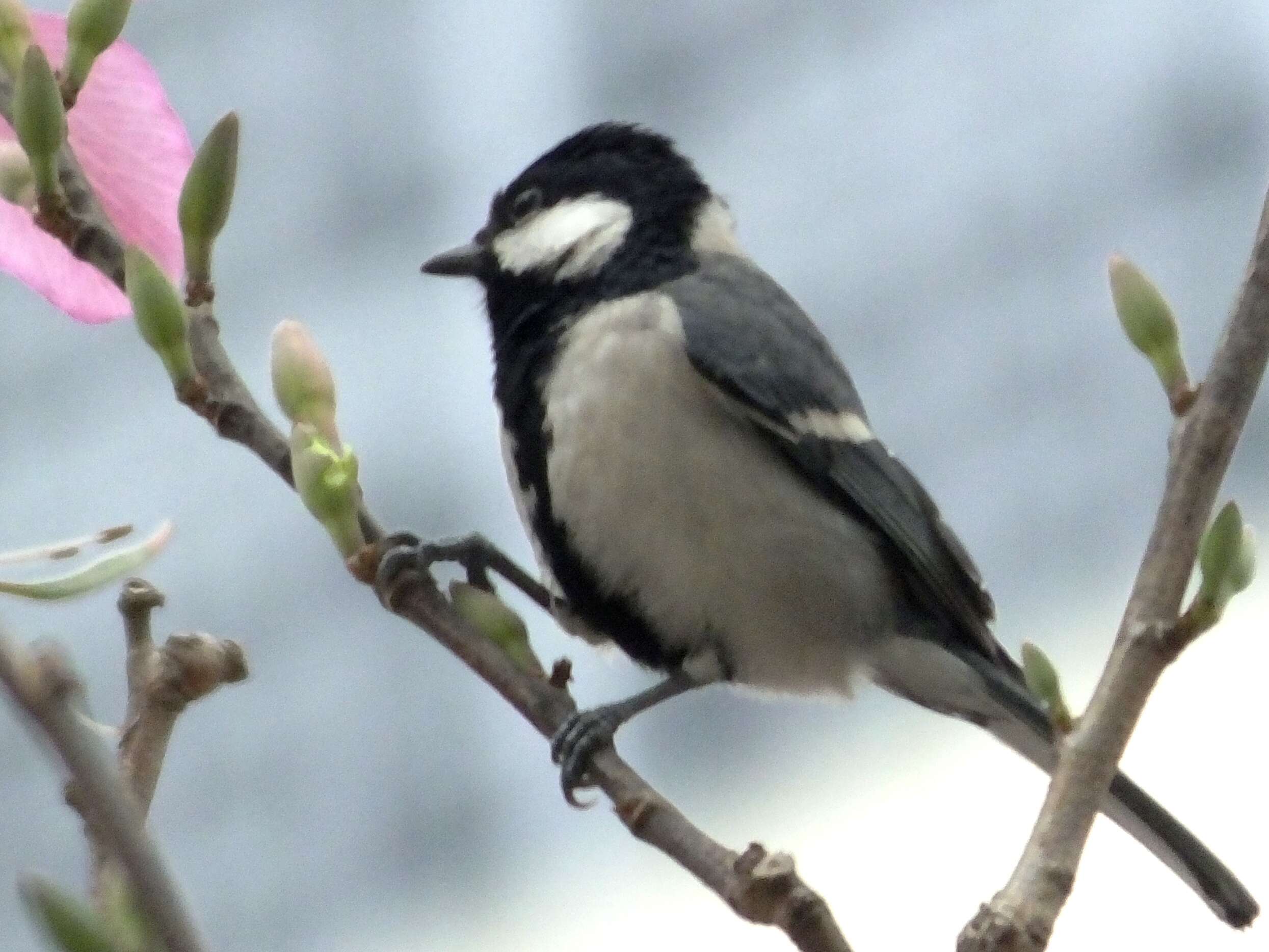 Image of Japanese Tit