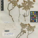 Image of Hypericum cardiophyllum Boiss.