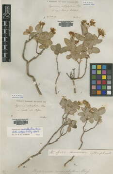 Image of Hypericum cardiophyllum Boiss.