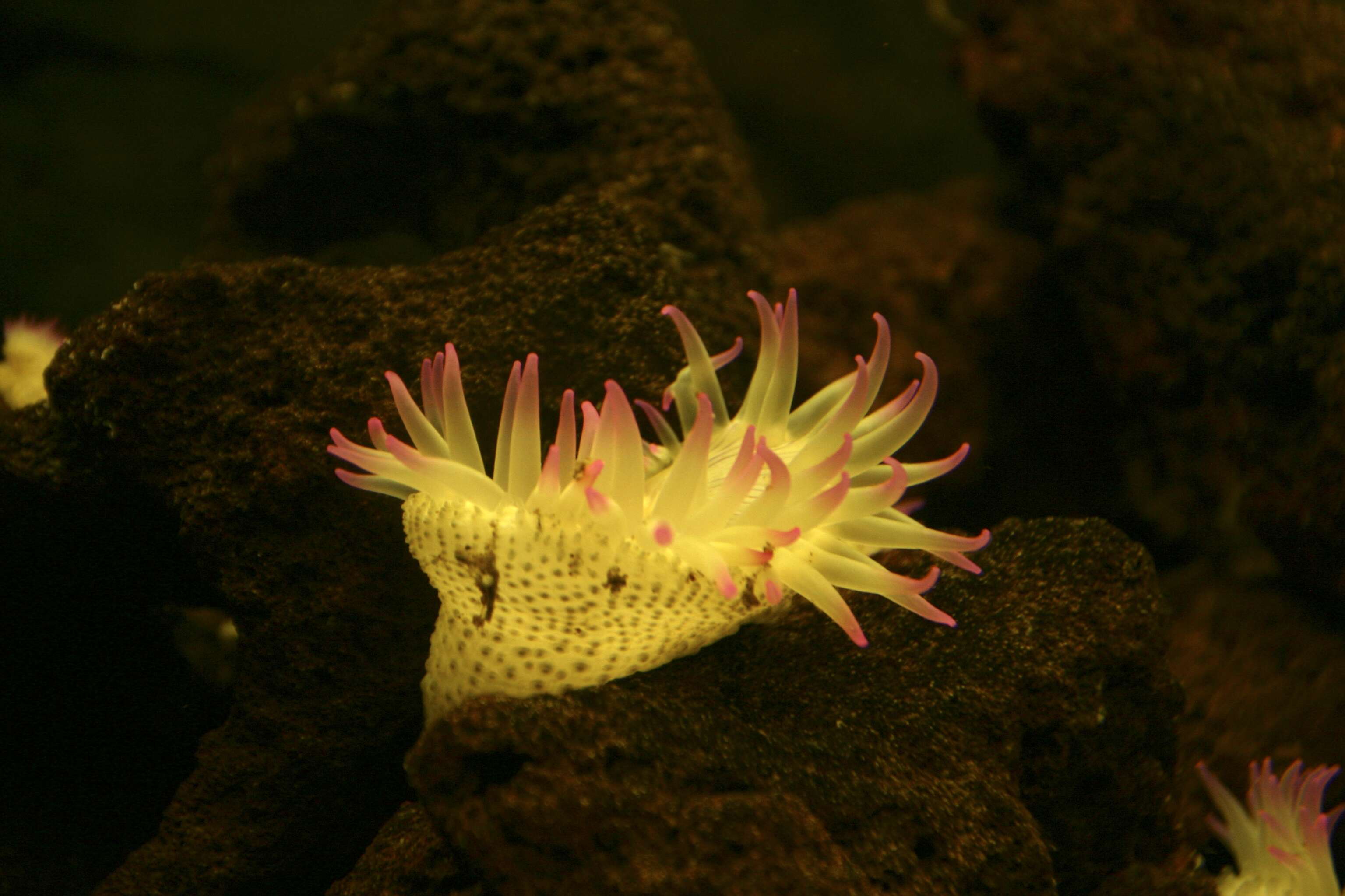 Image of sea anemones