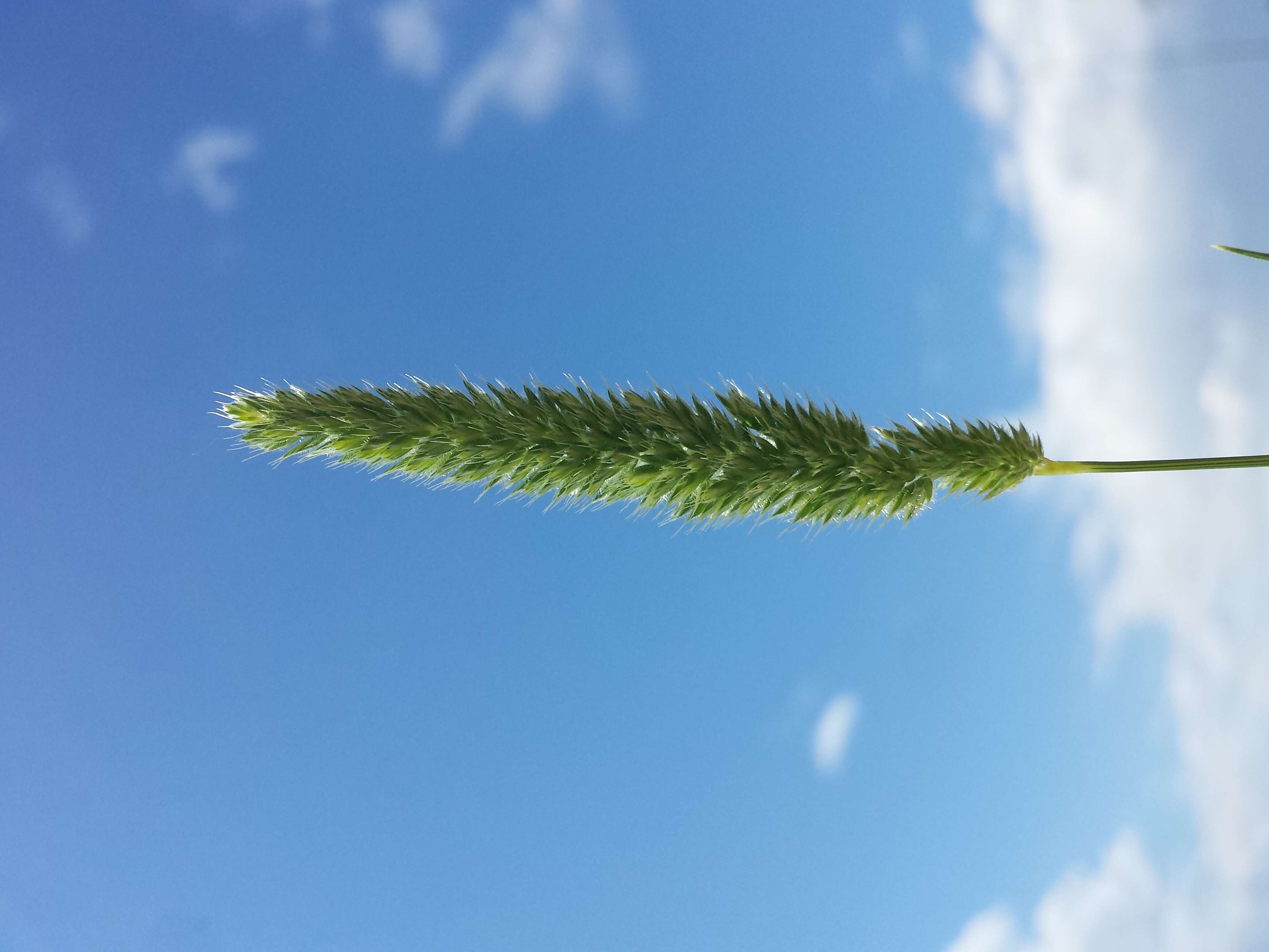 Image of Mediterranean hairgrass