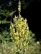 Image of broad-leaf mullein