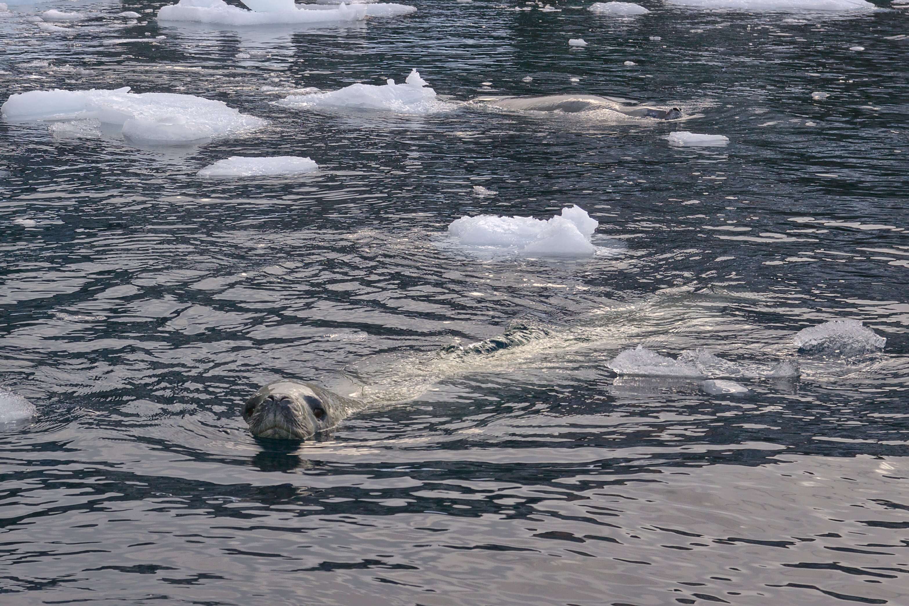 Image of leopard seal