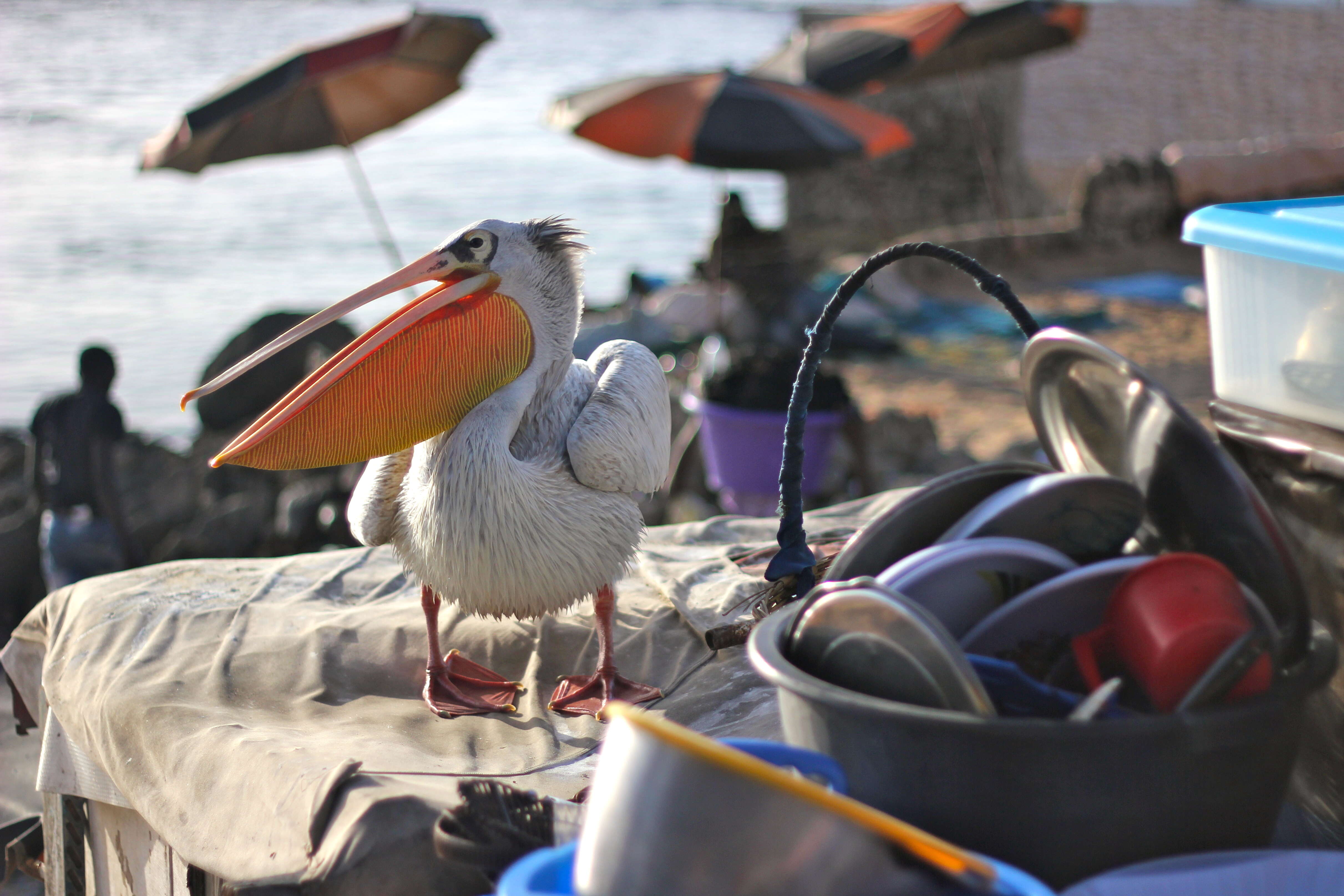 Image of Pink-backed Pelican