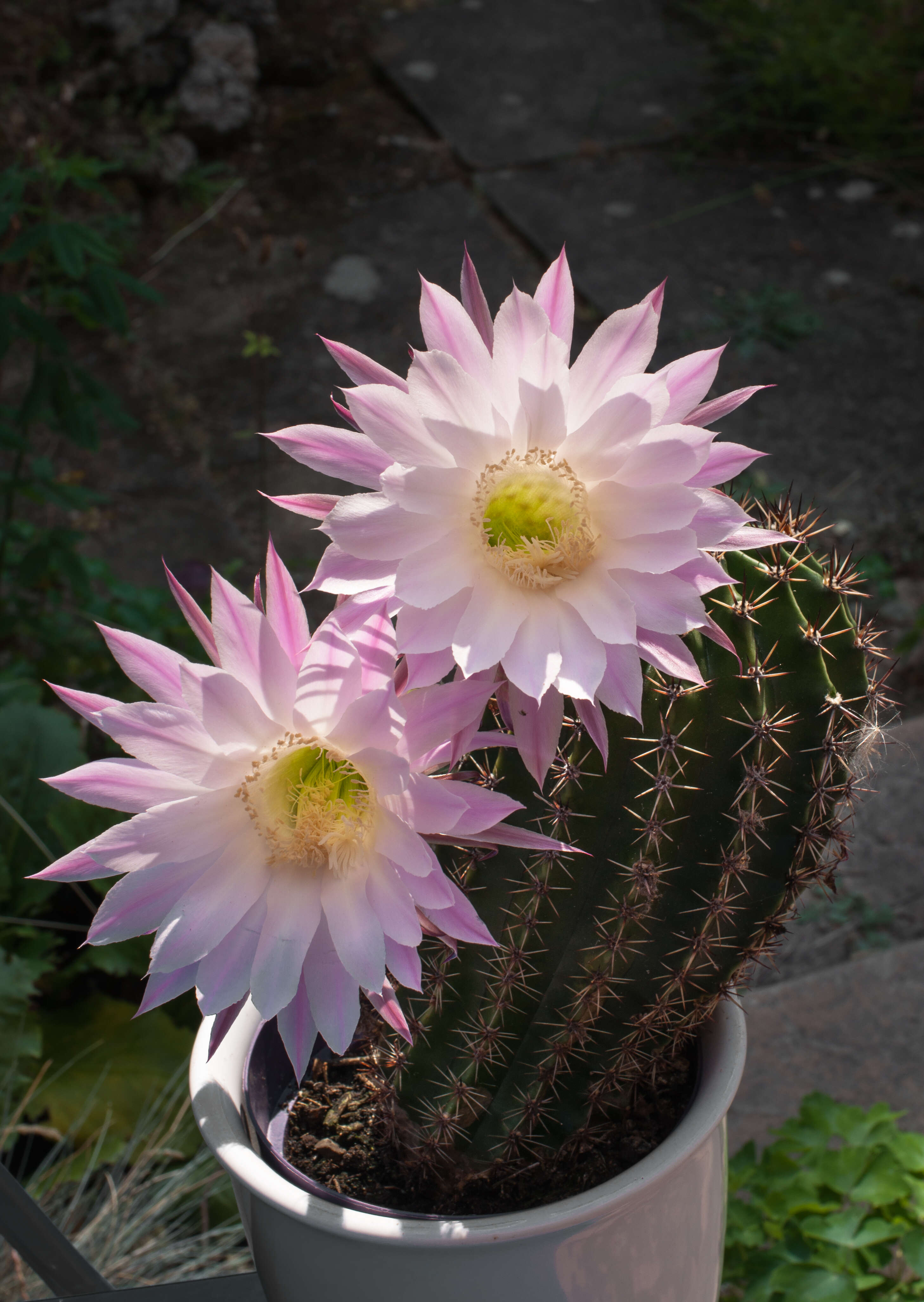 Image of Echinopsis oxygona