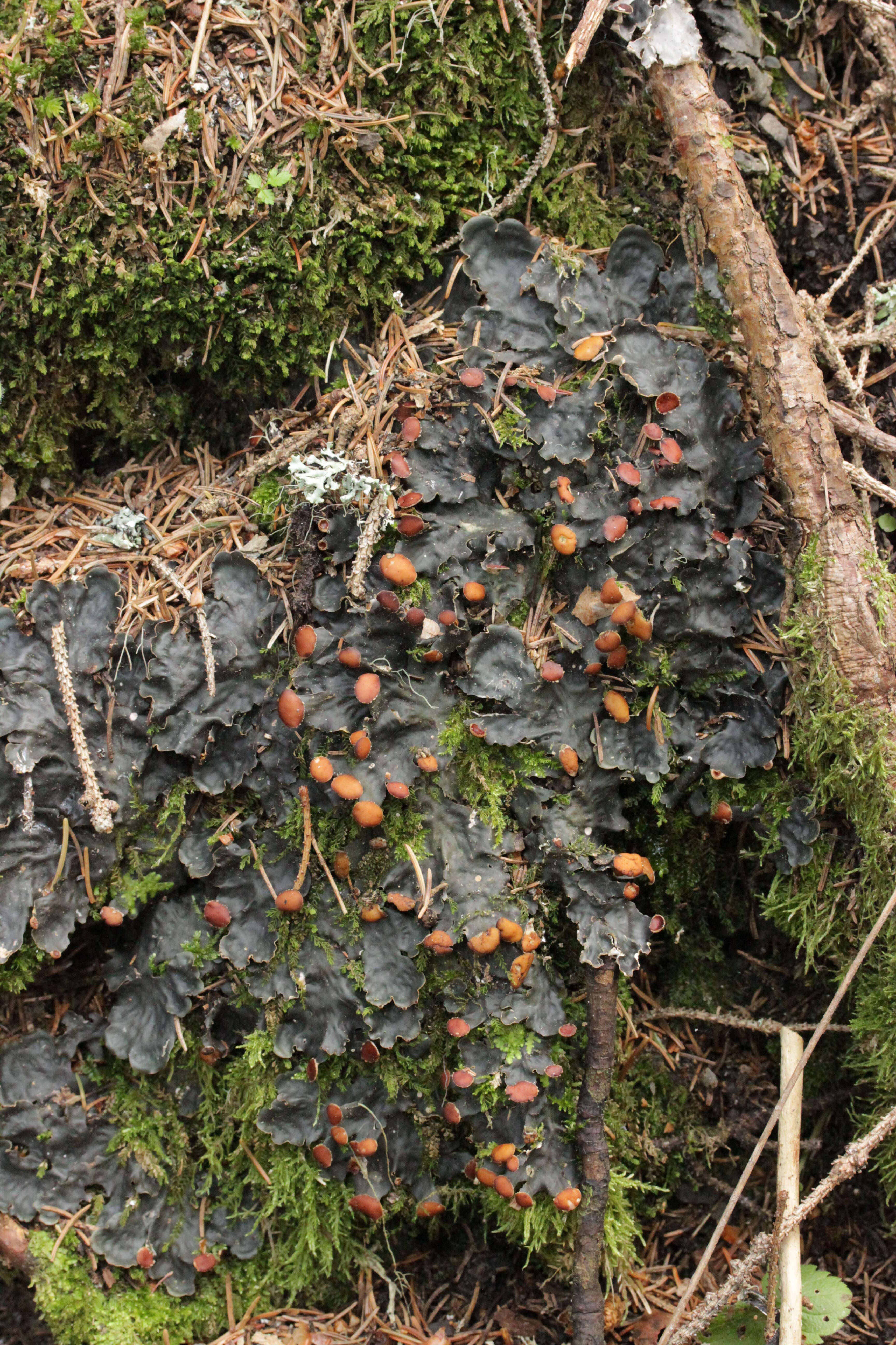 Image of Flat-fruited pelt;   Horizontal felt lichen